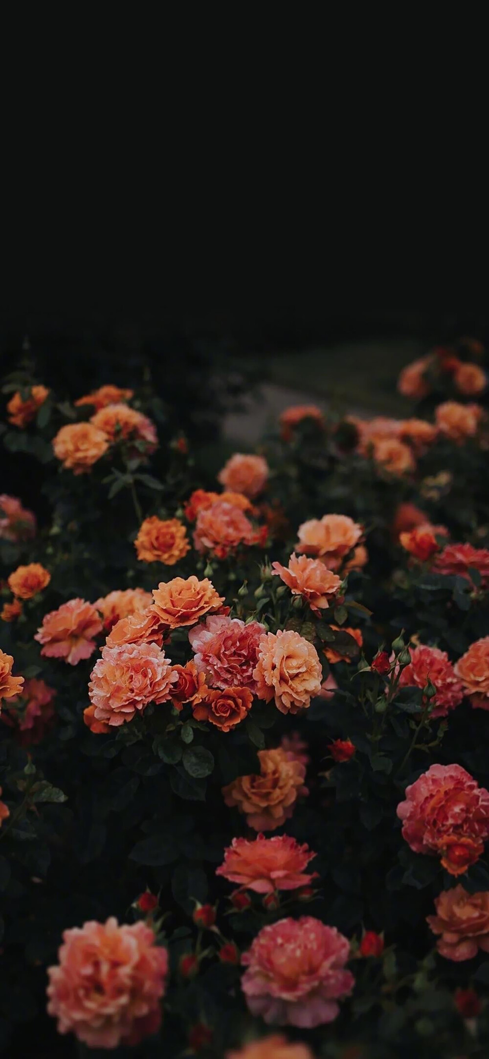 一屏花事，满室生春 鲜花壁纸治愈指南